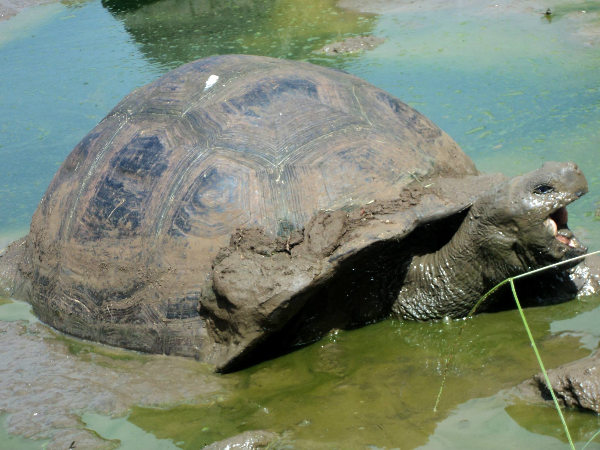 Conocer las tortugas gigantes es espectacular