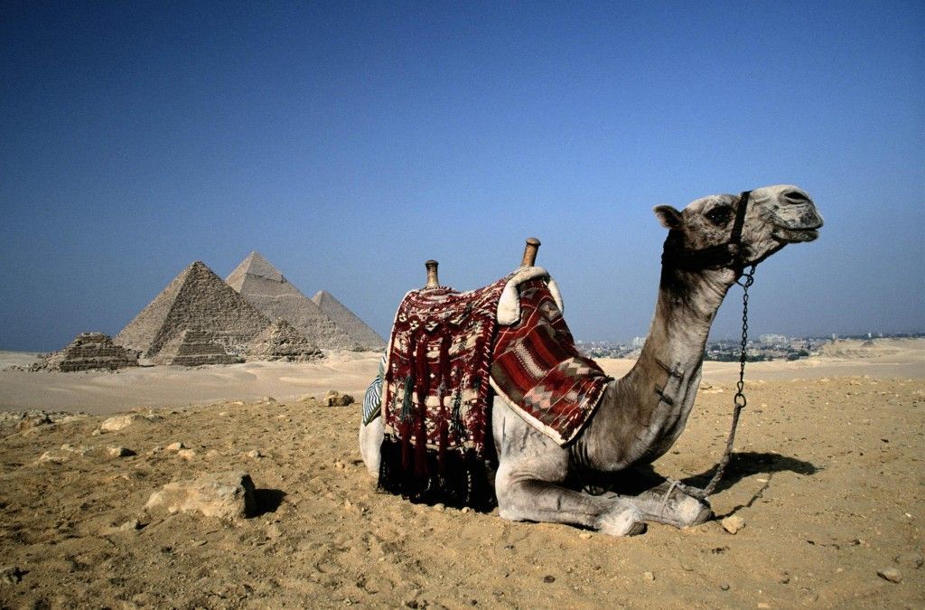 Camello descansando en Egipto
