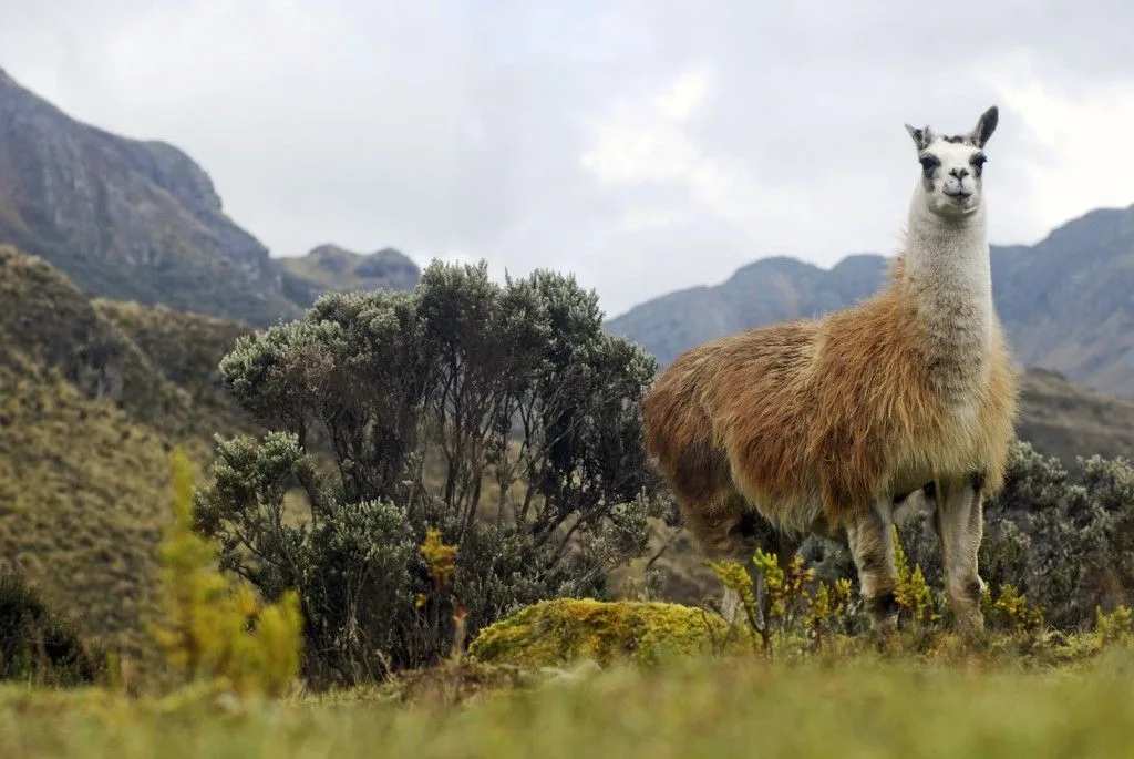 Parque Nacional en Cuenca