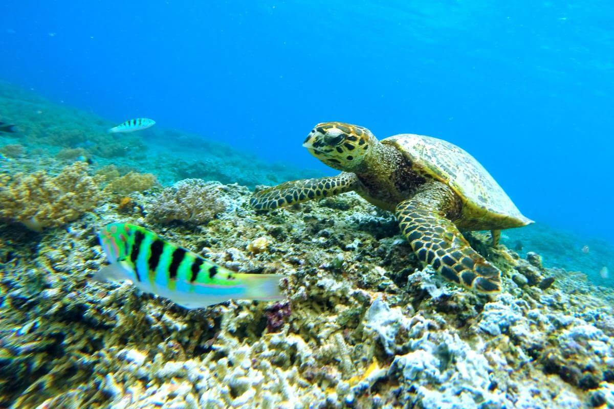 Snorkell en la isla de Maui, Hawaii, es de los mejores del mundo