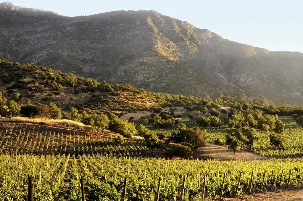 Valle del Maipo, Ruta del vino chileno