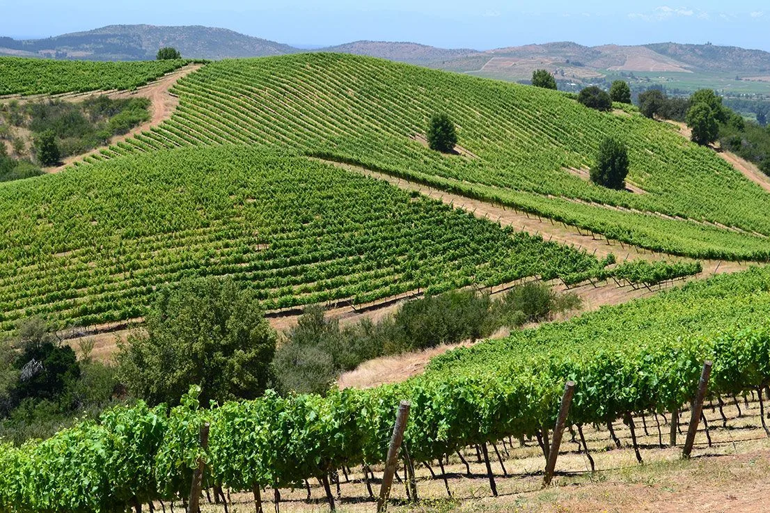 Valle del Maule, Ruta del Vino Chileno