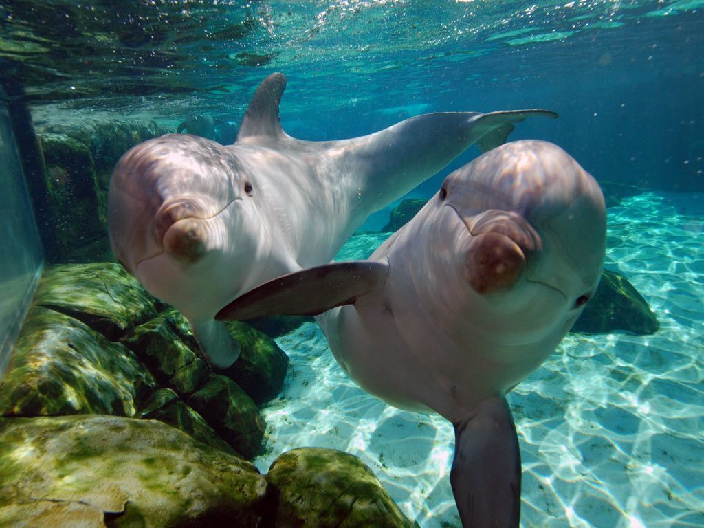 Delfines en Mundo Marino, San Clemente del Tuyú