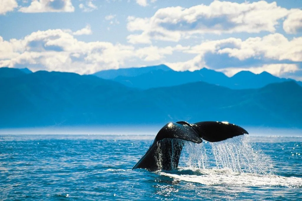 ballenas-isla-sur-nueva-zelanda