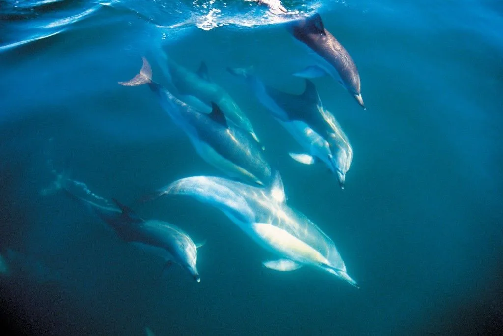 delfines-isla-norte-nueva-zelanda