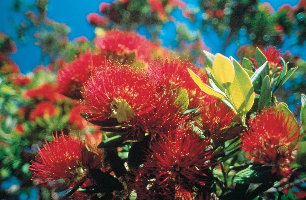 flora-nueva-zelanda