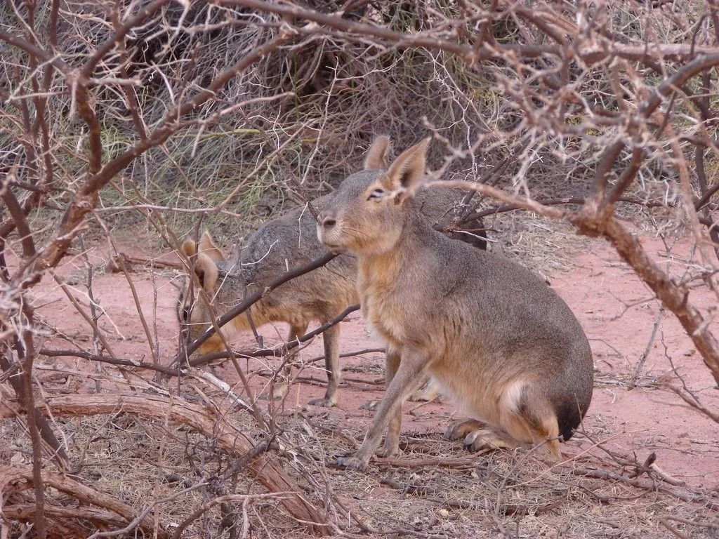 Liebre Mara, Parque Nacional Talampaya