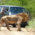 Leon frente a un auto en Sudafrica
