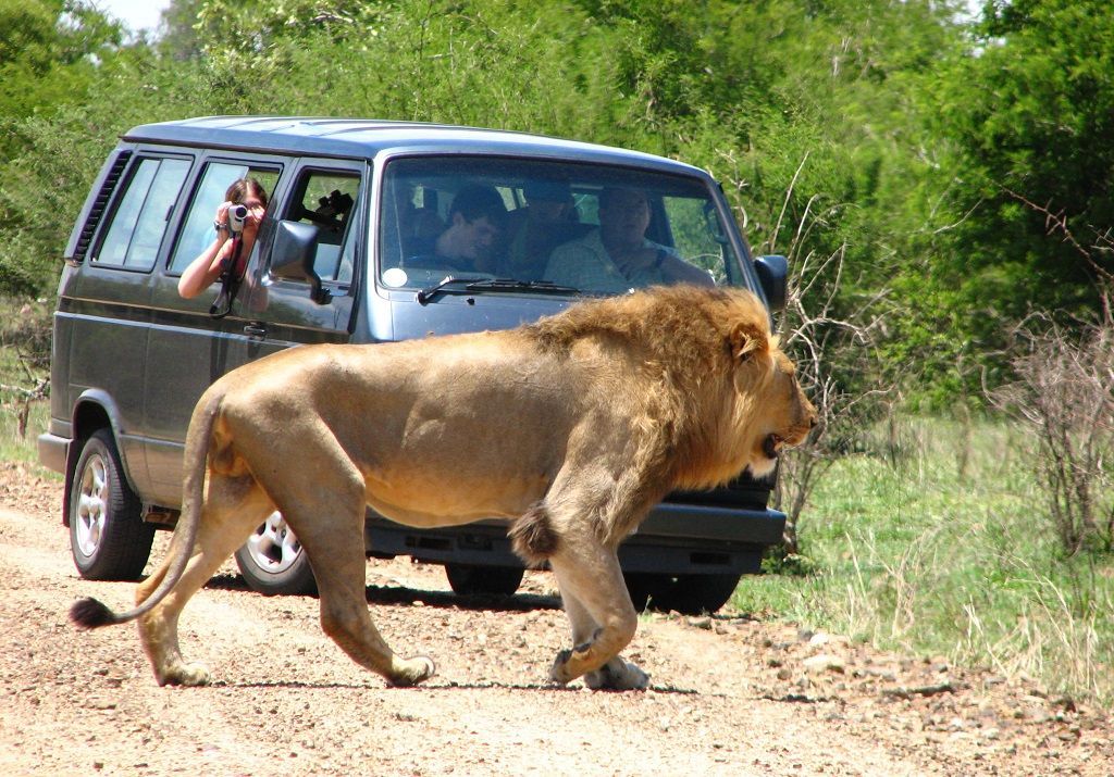 Leon frente a un auto en Sudafrica