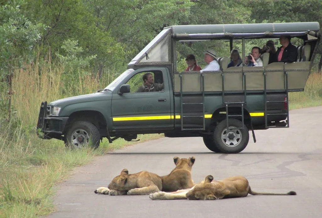Leones en Sudafrica