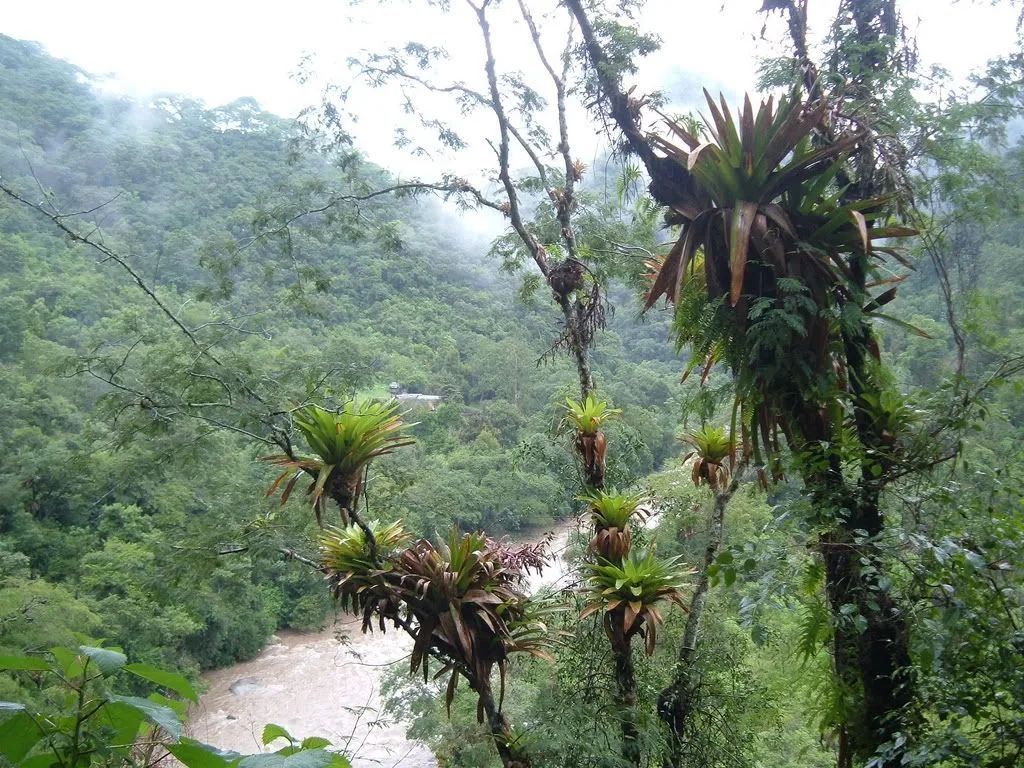 Bromelias en Baritú