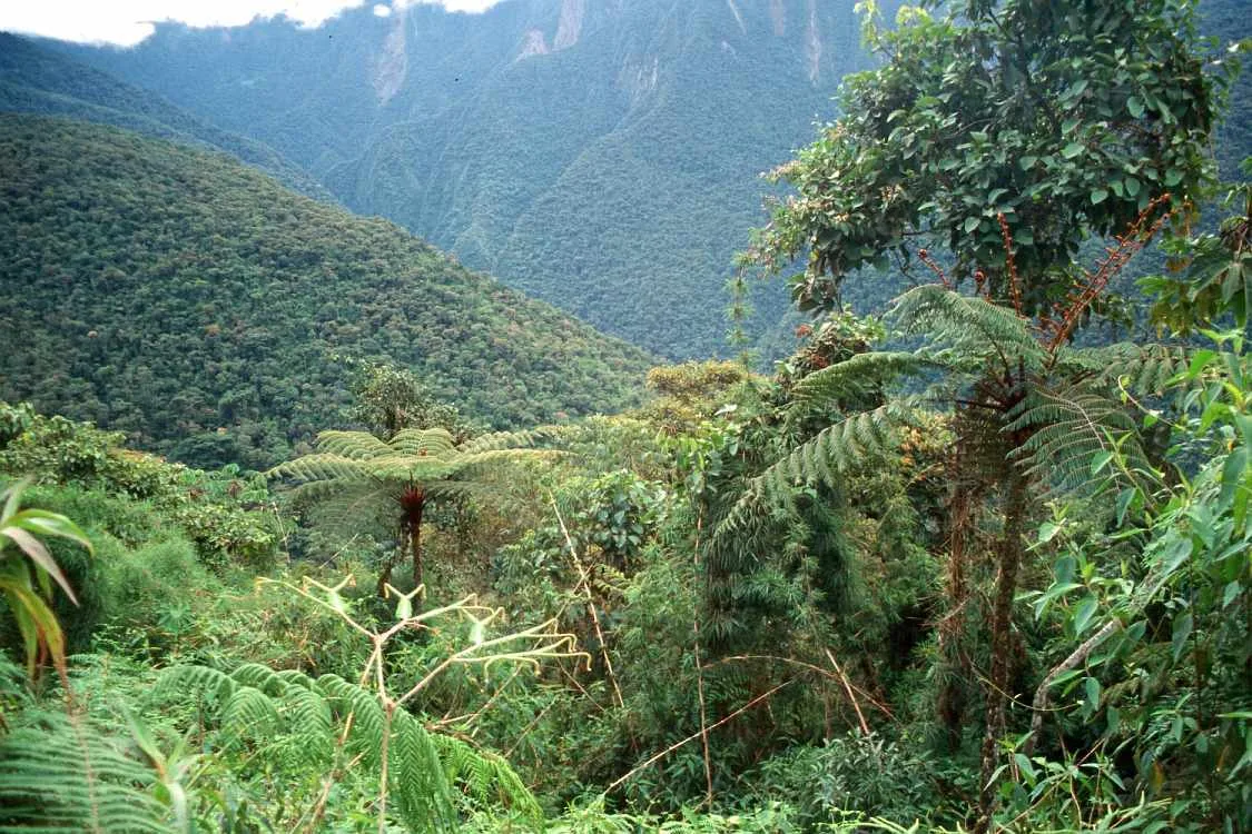 Montañas cubiertas de Selva en el Parque Nacional Baritú