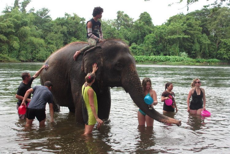 Un animal encima y seis abajo, bañando a un pobre elefante