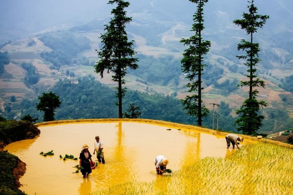 Terrazas de arroz características de Vietnam. En la foto, Sapa