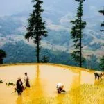 Terrazas de arroz características de Vietnam. En la foto, Sapa