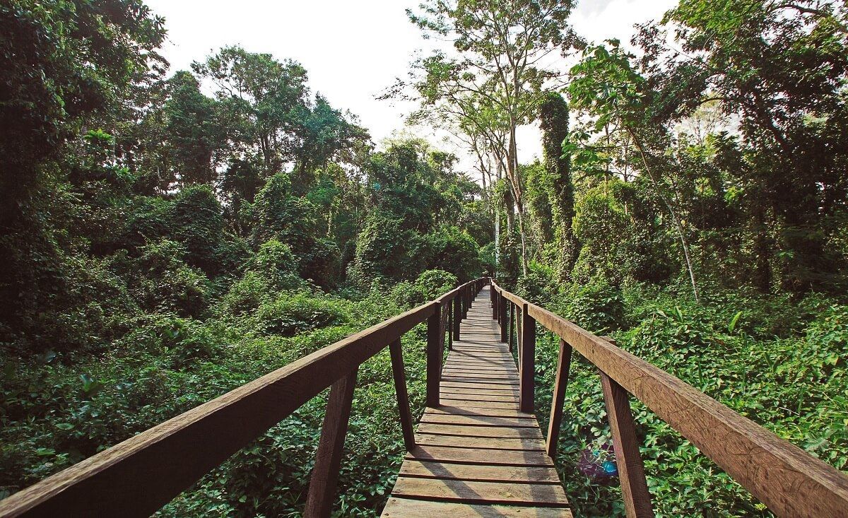 Si eres amante de la naturaleza extrema, viajar al Amazonas es ideal para ti