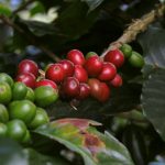 Ruta turística por el Eje Cafetero: Los mejores paisajes de Colombia que no te puedes perder