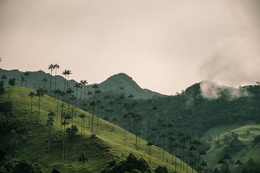 a lush green hillside covered in palm trees